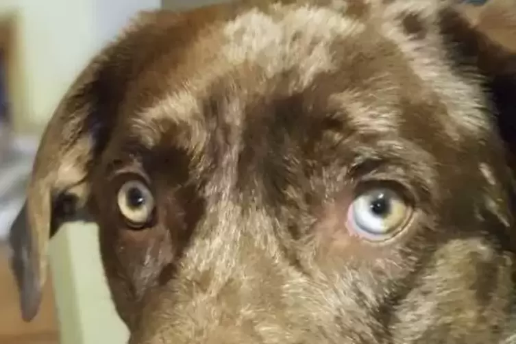 Opfer einer Vergiftung: Blue. Das blaue Auge – sein Namensgeber – hat dem Labrador-Mischling sein Vater, ein Australian Shepherd