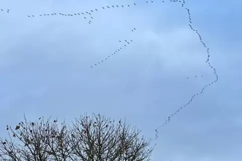  Vogelschar unterwegs in Richtung Meisenheim – am Freitagmorgen über der Gemeinde Unkenbach. 