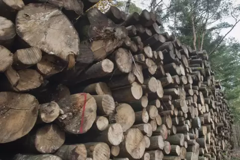 430 Festmeter Holz sollen geschlagen werden.
