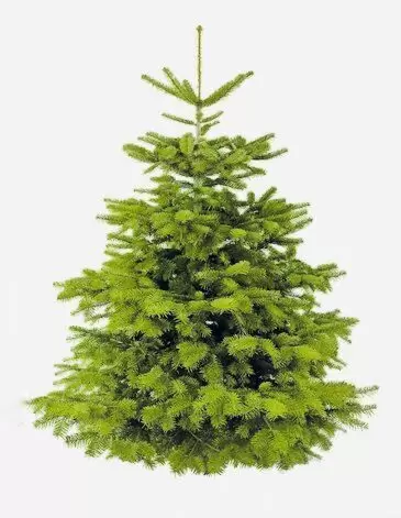 Weihnachten steht vor der Tür: Bei uns in Lemberg können Sie die Bäume aus Kultur in allen Größen von 1,5 bis über 4 m - nicht g