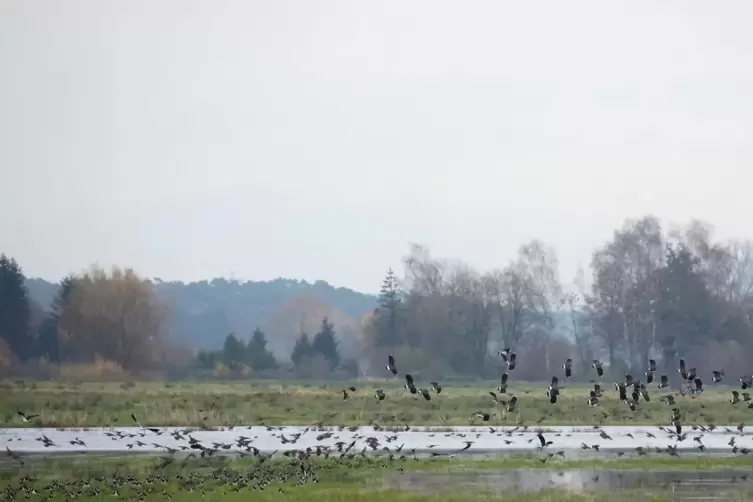 Auch Kiebitze waren in Scharen unterwegs. Nach einem Zwischenstopp im Landkreis setzten sie ihren Flug fort. 