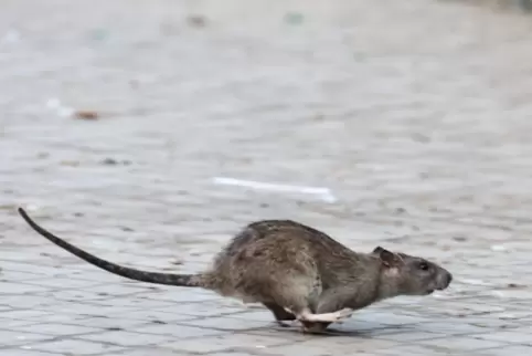 Leimen hat ein Rattenproblem. 