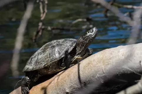 Falsche Landkarten-Höckerschildkröte