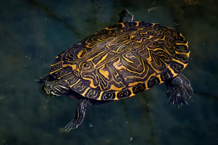 Gew&ouml;hnliche Schmuckschildkr&ouml;te
