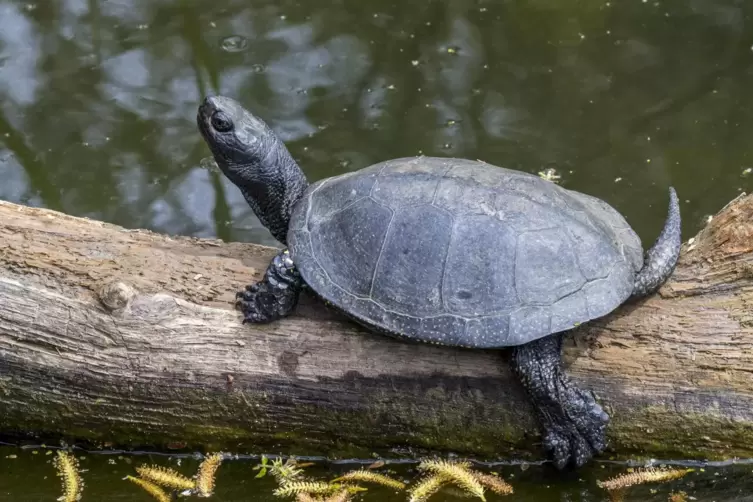 Europ&auml;ische Sumpfschildkr&ouml;te