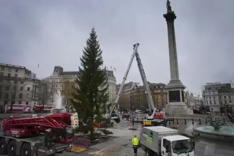 Am Donnerstag wird der traditionelle Baum auf dem Trafalgar Square beleuchtet.