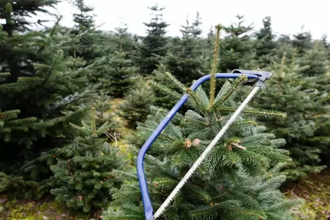 20 Euro der laufende Meter: So viel kostet eine Südpfälzer Edeltanne frisch aus dem Wald in diesem Jahr. 