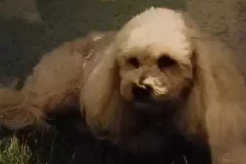 Verzweifelt gesucht: Hund Romeo