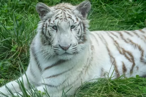 Tigerin Charlota, die bereits in Maßweiler ist, ist mutmaßlich die Halbschwester des neuen Tieres. 