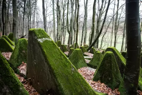 Diese Panzersperren gibt es im Wald unweit des Radweges zwischen Bechhofen und Lambsborn zu entdecken.