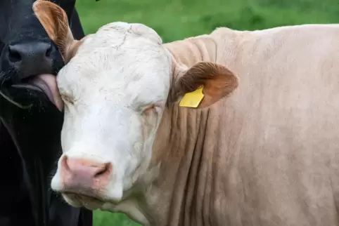 Die Rindviecher-Odyssee ist vorüber.