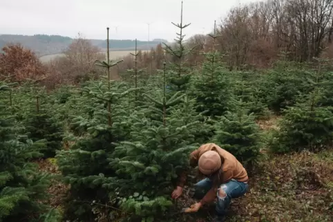 Beim Kauf eines nachhaltigen Weihnachtsbaumes sollte auf die FSC-Zertifizierung und das Fair-Tree-Siegel geachtet werden. 