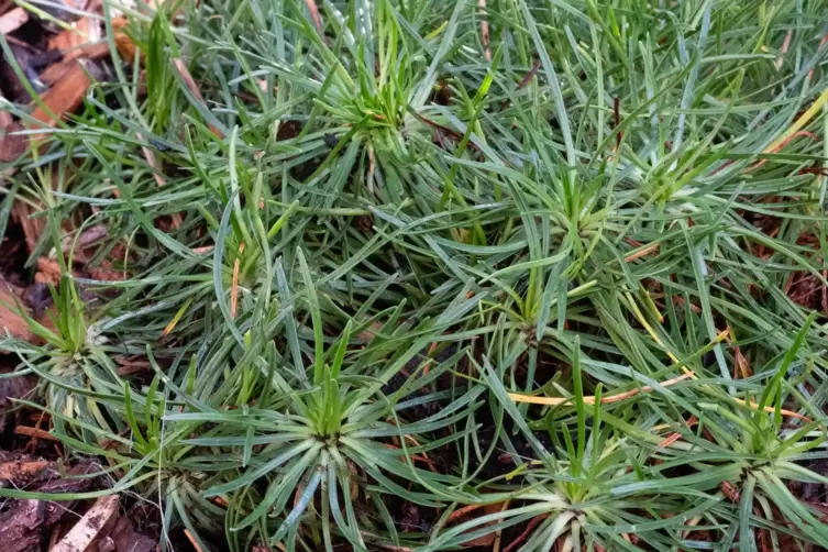 aloe vera tagescreme hübner | Aloe Vera Tagescreme