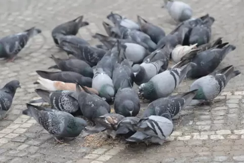 Taubenfüttern ist laut der Mustersatzung der Gefahrenabwehrverordnung nicht erlaubt. 
