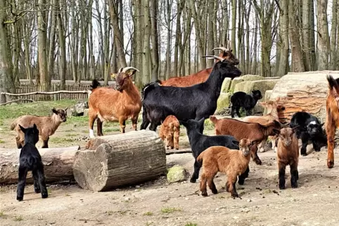 Der Wildpark Rheingönheim ist über die Weihnachtsfeiertage geöffnet.
