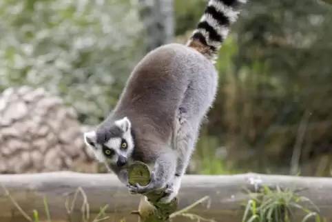 Im Siegelbacher Zoo gibt es unter anderem Lemuren zu bestaunen.