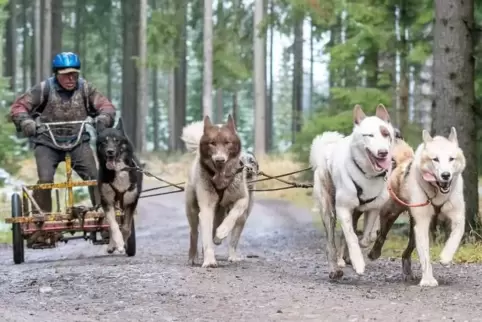 Unterwegs im Wald: Bernd Sauerhöher auf seinem Wagen mit den Hunden. 