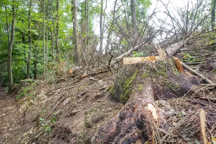 Dass 200 Festmeter geschlagenes Holz im Erfweilerer Wald bleiben sollen, stieß im Gemeinderat auf Kritik.