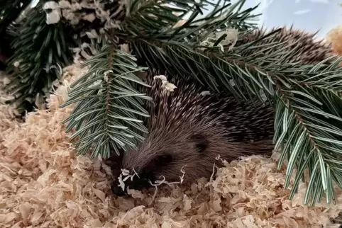 Wohnt bei den Landrys: Igel Milo hat mittlerweile Gewicht zugelegt.
