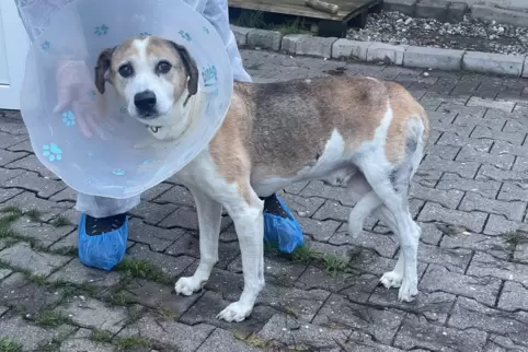 Mischlingshund Lucky hat starke Schmerzen. Eine Operation kann Abhilfe schaffen. Doch momentan kann sie nicht durchgeführt werde
