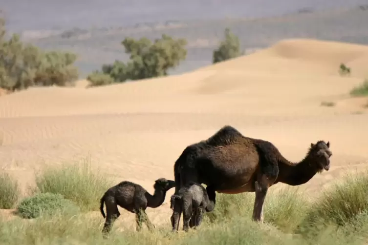 Ein Kamel mit Jungen.