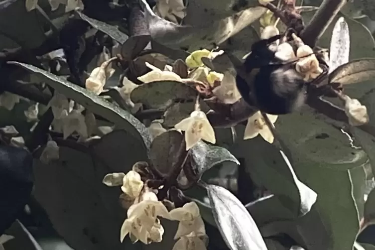 Sogar Mitte Dezember bieten die Bl&uuml;ten der Wintergr&uuml;nen &Ouml;lweide Hummeln Nahrung.