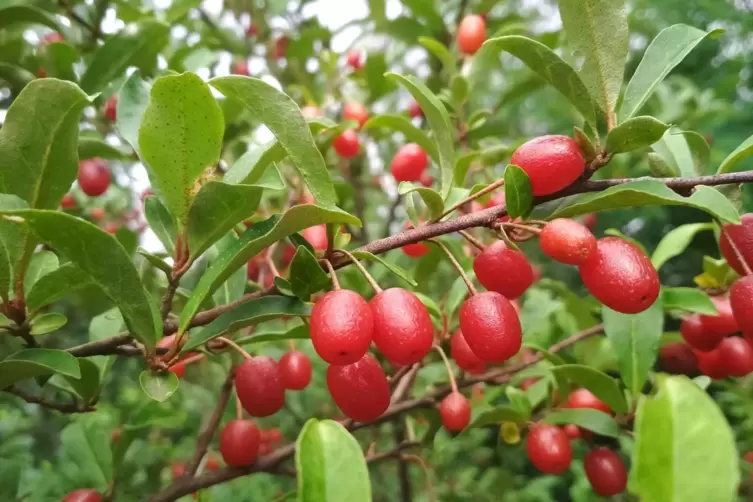 Die roten Fr&uuml;chte der Vielbl&uuml;tigen &Ouml;lweide sind essbar und k&ouml;nnen zum Beispiel zu Marmelade verarbeitet werden. 
