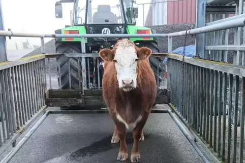 Das ist sie, die zweite Kuh, die monatelang im Reifenberger Wald umherstromerte. 