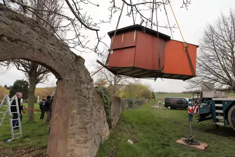 Da schwebt sie, die Weinlaube, die ihren angestammten Platz an der Klosterschaffnerei verlassen musste.