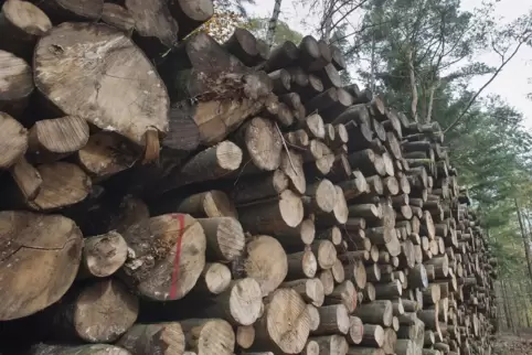 Der Verkauf von 740 Festmetern Holz soll 53.653 Euro einbringen. 