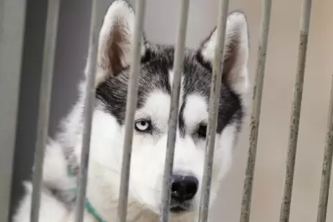 Konnte eingefangen werden: Der Husky, der am Montag in Niedermohr entlaufen war, ist jetzt beim Tierschutzverein. Unser Bild zei