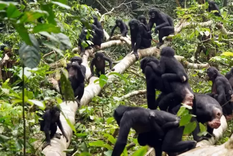 Zwei Bonobo-Gruppen begegnen sich völlig friedlich.