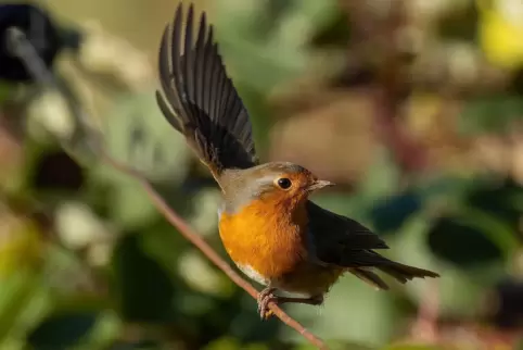 Das hübsche Rotkehlchen, ein Meistersänger, liebt naturnahe Gärten.