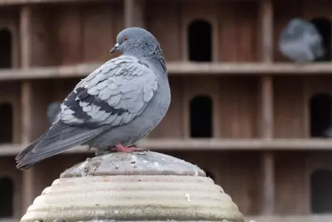 Die Probleme mit Tauben in der Stadt sind menschengemacht, sagt Tierschützerin Sarah Tretter. Lösen lassen sie sich aus ihrer Si
