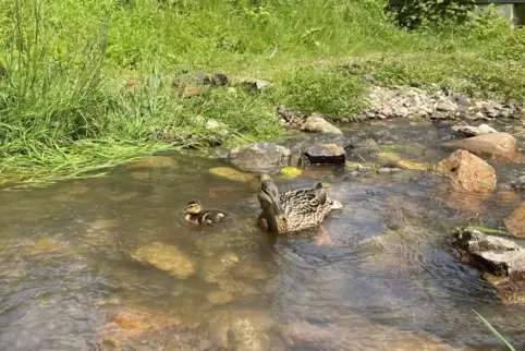 Jedes Jahr im Frühjahr planschen Entenküken im Erlenbach. 