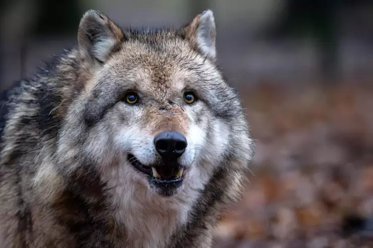 Dieser Wolf wurde in einem Gehege im Wolfcenter Dörverden fotografiert.