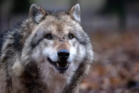 Dieser Wolf wurde in einem Gehege im Wolfcenter Dörverden fotografiert.