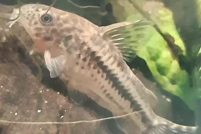 Die Weibchen von Corydoras diphyes legen pro Laichgang bis zu 35 Eier. Die Weibchen von Corydoras diphyes legen pro Laichgang bis zu 35 Eier.