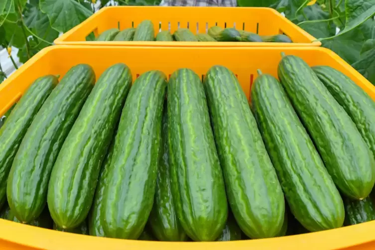 Interessieren sowieso: Gurken (hier m&ouml;glicherweise in wilder Ehe).