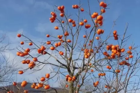 Rot-bunt: Ein Kakibaum Ende November in der Südpfalz. 