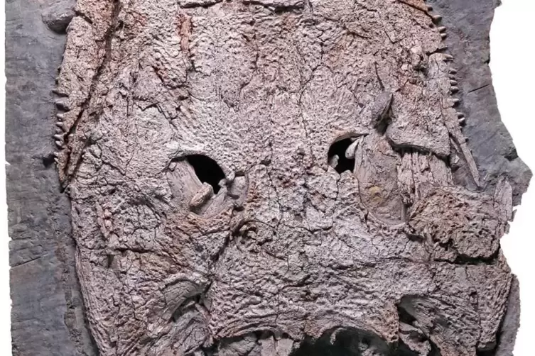 Fossil des Stenokranio boldi. Das Urtier war eines der größten Raubtiere seiner Zeit im heutigen Europa. 
