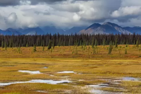 Die Permafrostböden sind wie hier in Alaska ein fester Bestandteil der arktischen Tundra. Würden sie verschwinden, könnten sehr 