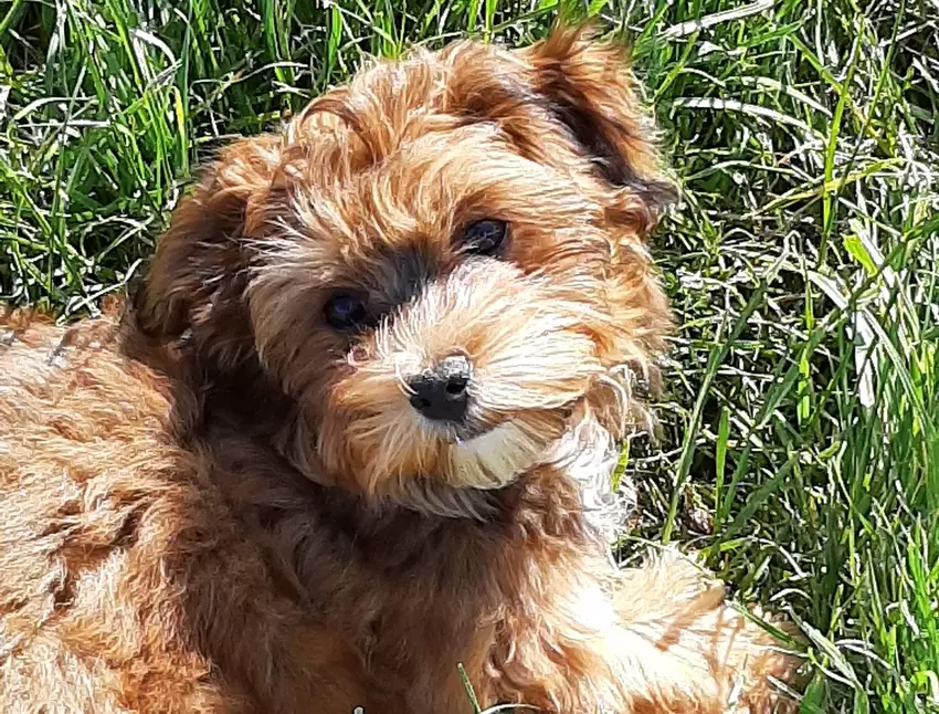 Im Mai musste Kerstin Leber aus Albisheim einen Schicksalsschlag hinnehmen, als ihr Hund Balou verstarb. Schon kurze Zeit später