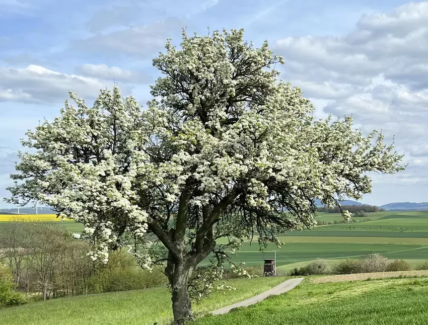Einen besonders schönen Naturmoment hat Arno Mohr in Unkenbach festgehalten, als er Ende April diesen in voller Blüte stehenden