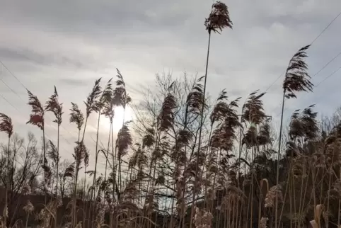 Vielerorts zeigt sich in den kommenden Tagen nochmals die Sonne. Lediglich kleine Wolken sollten den Himmel zieren. 