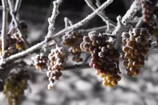 Die Trauben am Rebstock müssen für die Eisweinlese gesund sein.