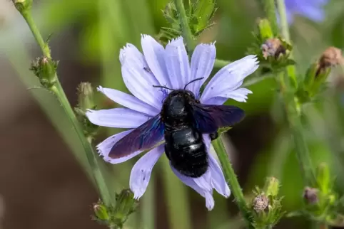 Die Blauschwarze Holzbiene fühlt sich nun auch in der Westpfalz durchaus wohl. 