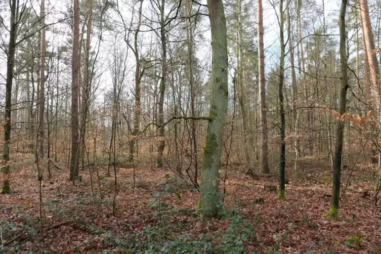 Speyerer Stadtwald nahe des Brennholzplatzes: Totholz bleibt liegen, so dass die Nährstoffe wieder in den Waldboden gelangen kön