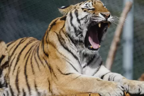 Dreieinhalb Jahre lebte Tiger Sahib in der Tierauffangstation in Maßweiler. 