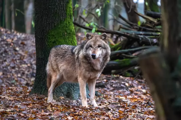 In der Region wurde zuletzt an Silvester ein Wolf (unser Foto zeigt ein Tier im Wolfcenter Dörverden) von einer Wildkamera im Kr
